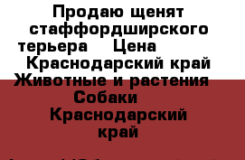 Продаю щенят стаффордширского терьера  › Цена ­ 5 000 - Краснодарский край Животные и растения » Собаки   . Краснодарский край